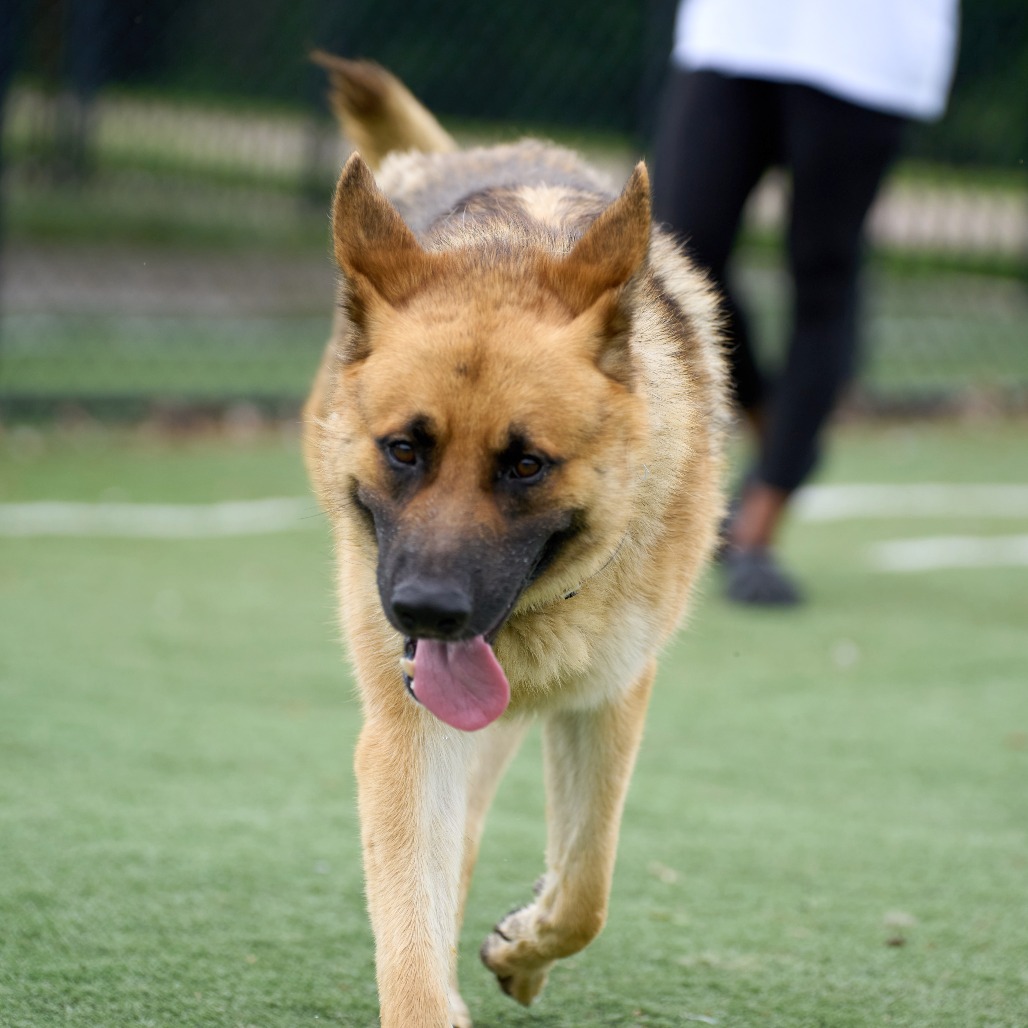 Other Photos of thie Dog