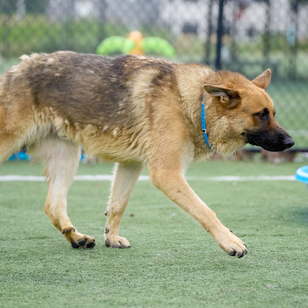Other Photos of thie Dog