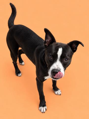 Billy, a Pit Bull Terrier (mix breed), available for adoption