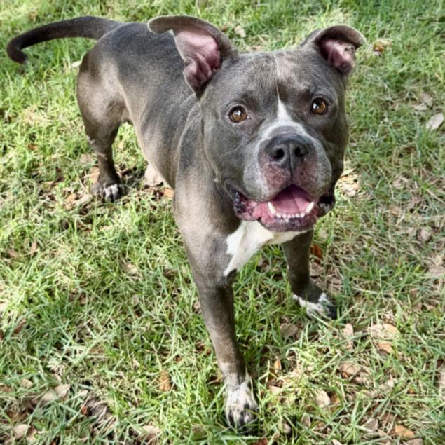 Blue, a Staffordshire Bull Terrier (mix breed), available for adoption