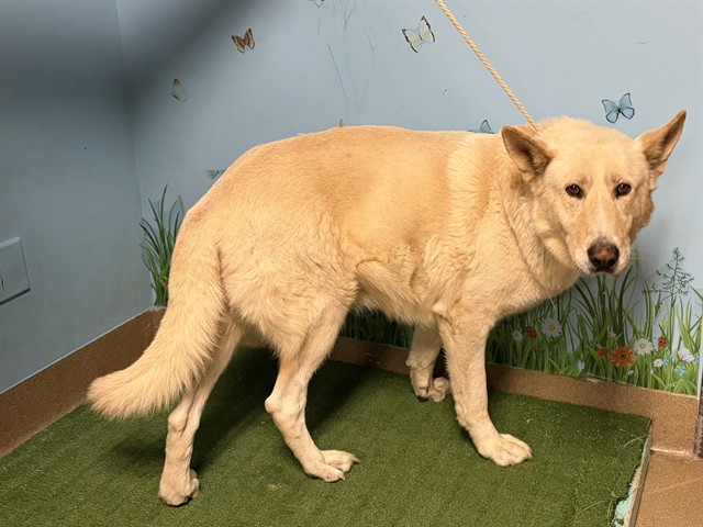 Anderson, a Jindo, available for adoption