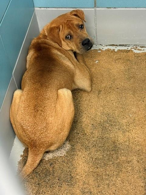 Tucker, a Shar Pei (mix breed), available for adoption