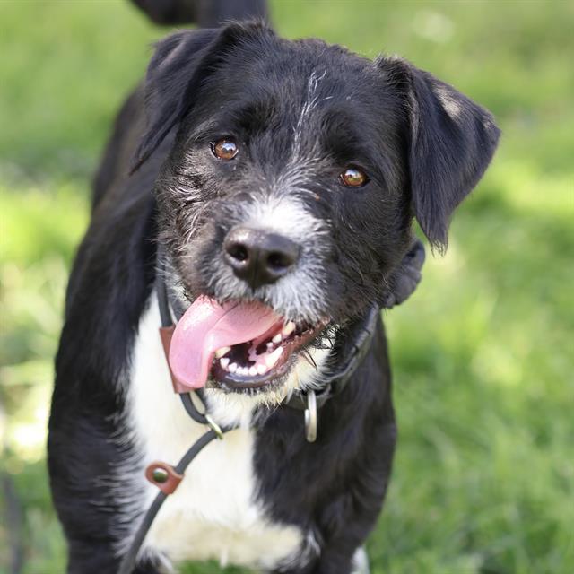Bubbles, a Jack Russell Terrier (Parson Russell Ter, available for adoption