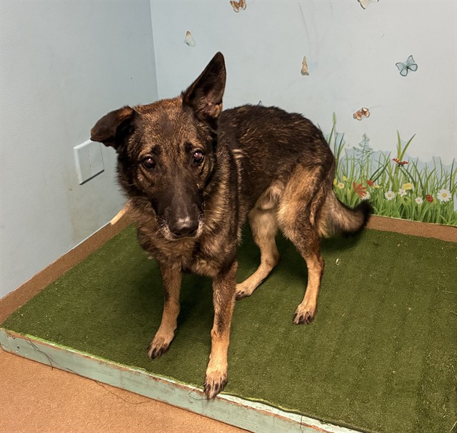A5803306, a German Shepherd, available for adoption