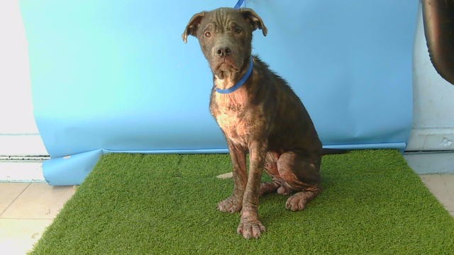 Finn, a Bullmastiff, available for adoption