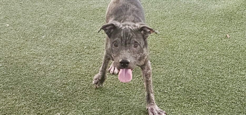 Finn, a Bullmastiff, available for adoption