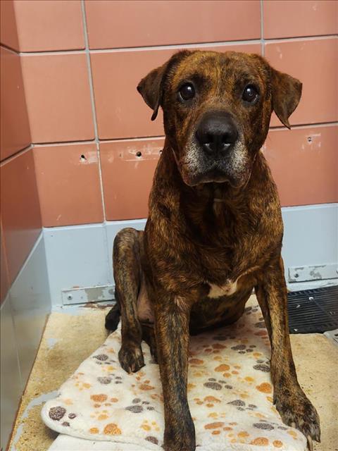Leonardo, a Mountain Cur (mix breed), available for adoption
