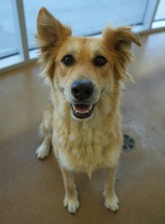 Shiloh, a Golden Retriever (mix breed), available for adoption
