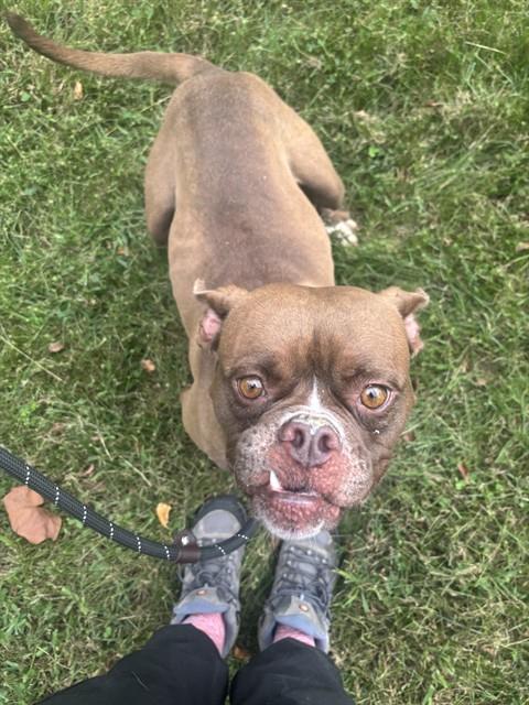 Latte, a American Bulldog (mix breed), available for adoption