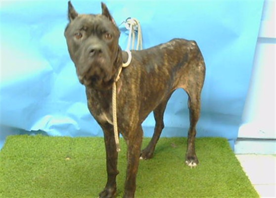 A5804092, a Cane Corso Mastiff, available for adoption