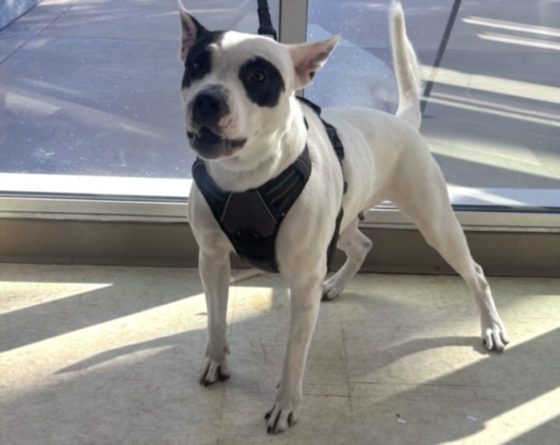 Princess, a Staffordshire Bull Terrier, available for adoption