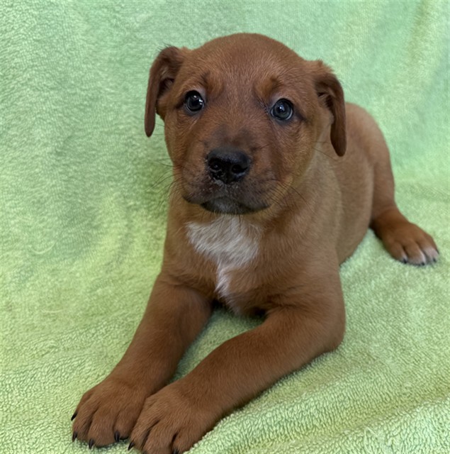 Flan, a Australian Cattle Dog/Blue Heeler, available for adoption