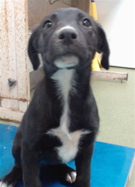 Sleepy, a Shepherd, available for adoption