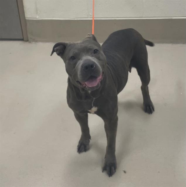 Bubbles, a Pit Bull Terrier, available for adoption