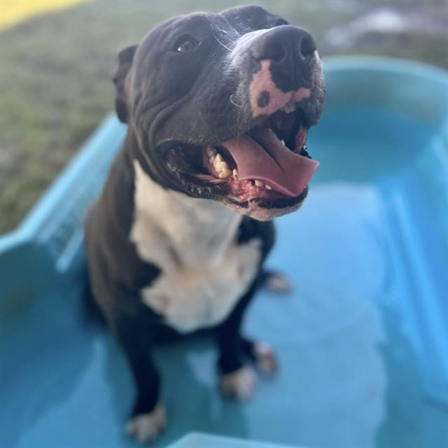 Other Photos of thie Dog