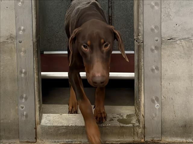 Rufus, a Doberman Pinscher, available for adoption