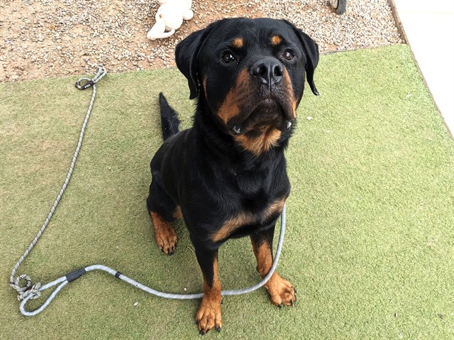 Zeke, a Rottweiler (mix breed), available for adoption