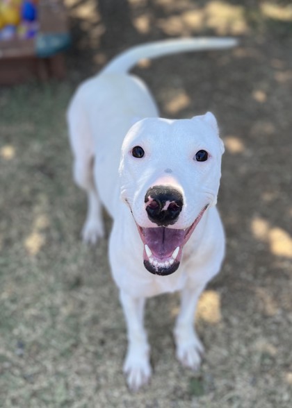 Amiga, a Whippet, available for adoption