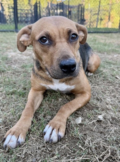 Sienna, a Labrador Retriever (mix breed), available for adoption
