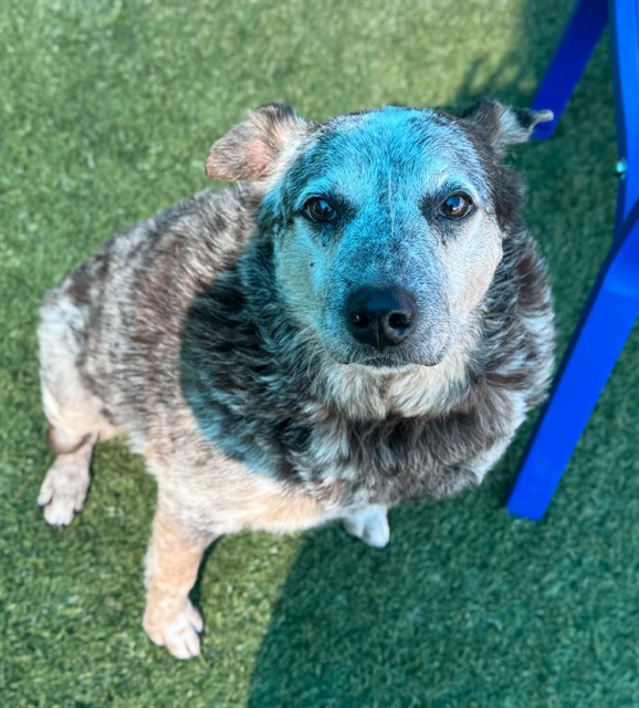 Remington, a Australian Shepherd, available for adoption