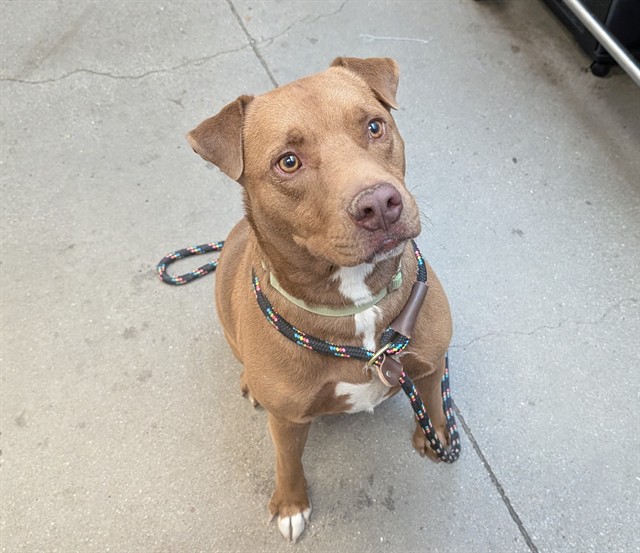 Alamo, a Pit Bull Terrier (mix breed), available for adoption