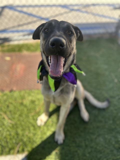 Herman, a German Shepherd, available for adoption