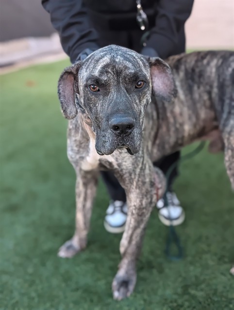 Bosco, a Great Dane (mix breed), available for adoption