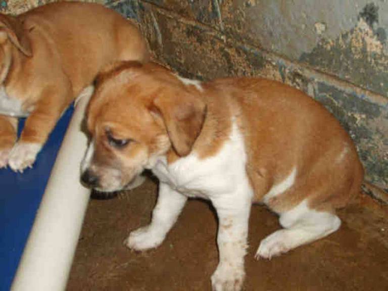 Other Photos of thie Dog