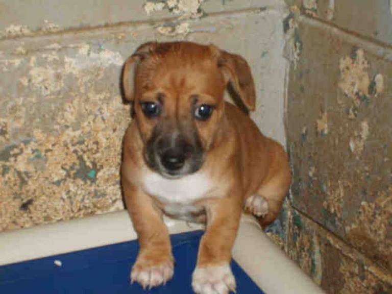 RED/WHITE FEIST MIX PUPS located in Rutherfordton, NC was