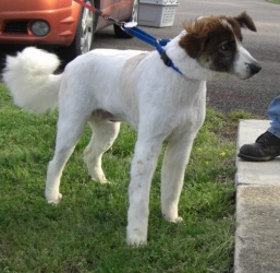 Other Photos of thie Dog