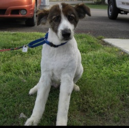 Other Photos of thie Dog