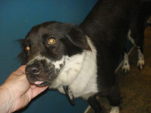 Other Photos of thie Dog