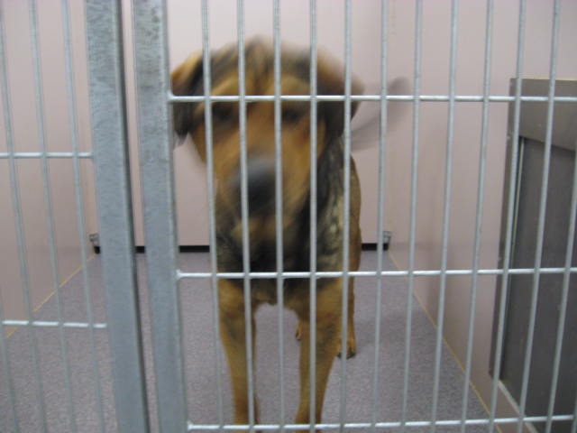 Other Photos of thie Dog