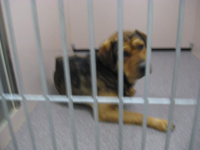 Other Photos of thie Dog