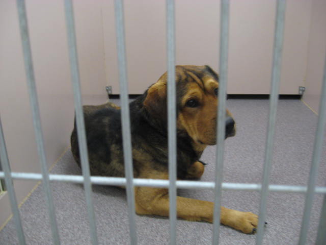 Other Photos of thie Dog