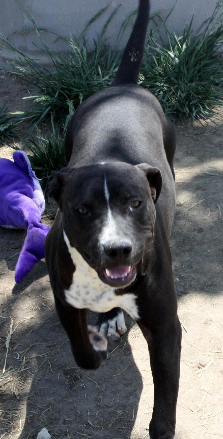 Other Photos of thie Dog