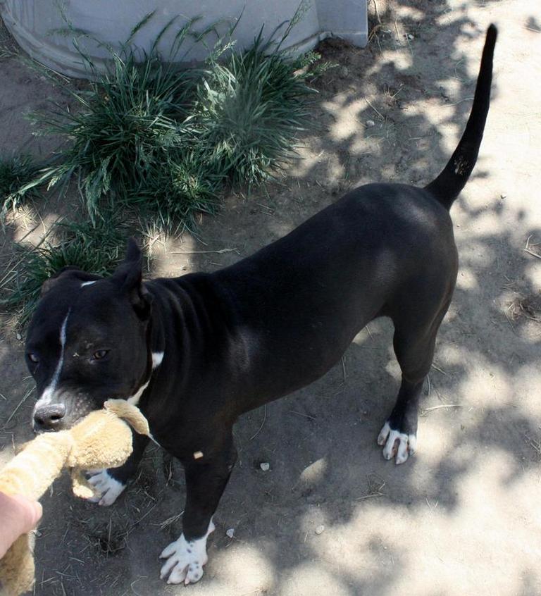 Other Photos of thie Dog