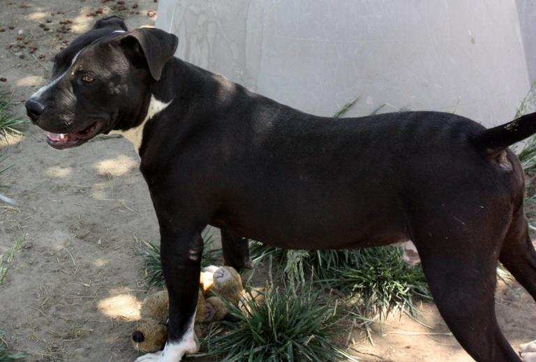 Other Photos of thie Dog