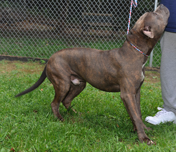 Other Photos of thie Dog