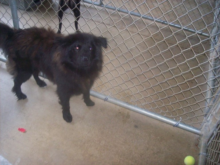 Other Photos of thie Dog