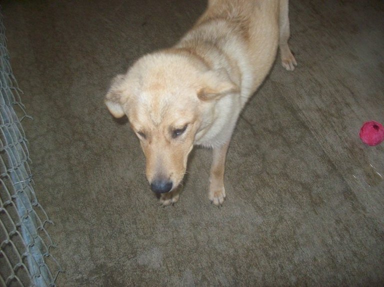 Other Photos of thie Dog