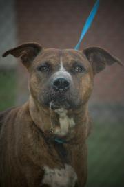 Other Photos of thie Dog