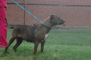 Other Photos of thie Dog