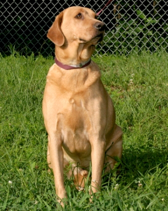 Other Photos of thie Dog