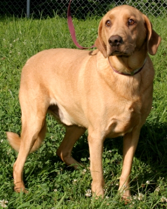 Other Photos of thie Dog