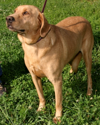 Other Photos of thie Dog