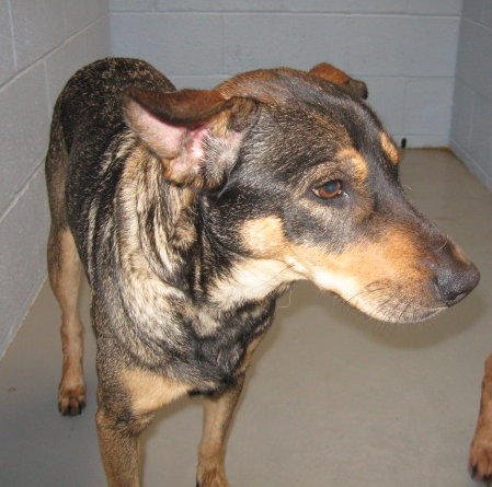 Other Photos of thie Dog