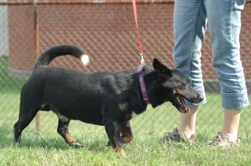 Other Photos of thie Dog
