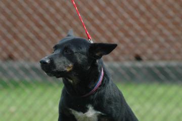 Other Photos of thie Dog