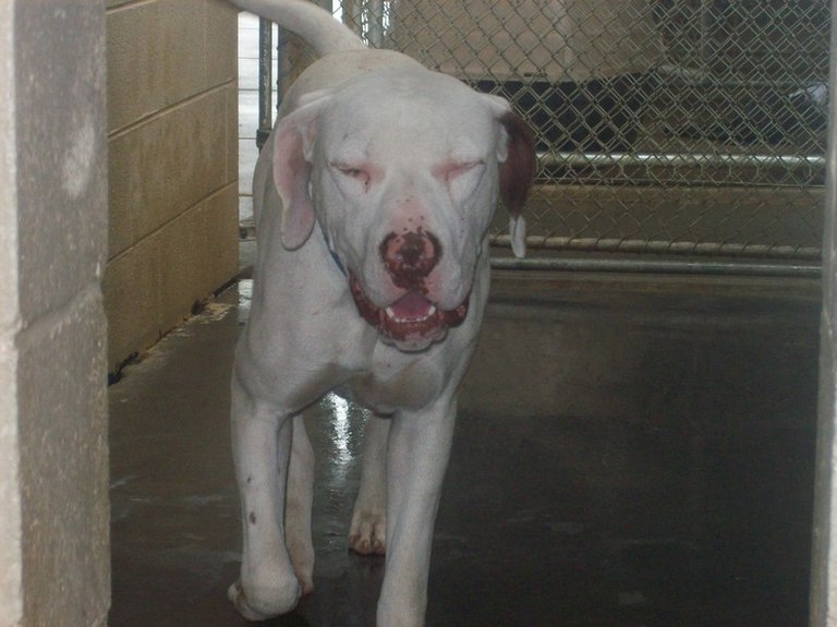 Other Photos of thie Dog